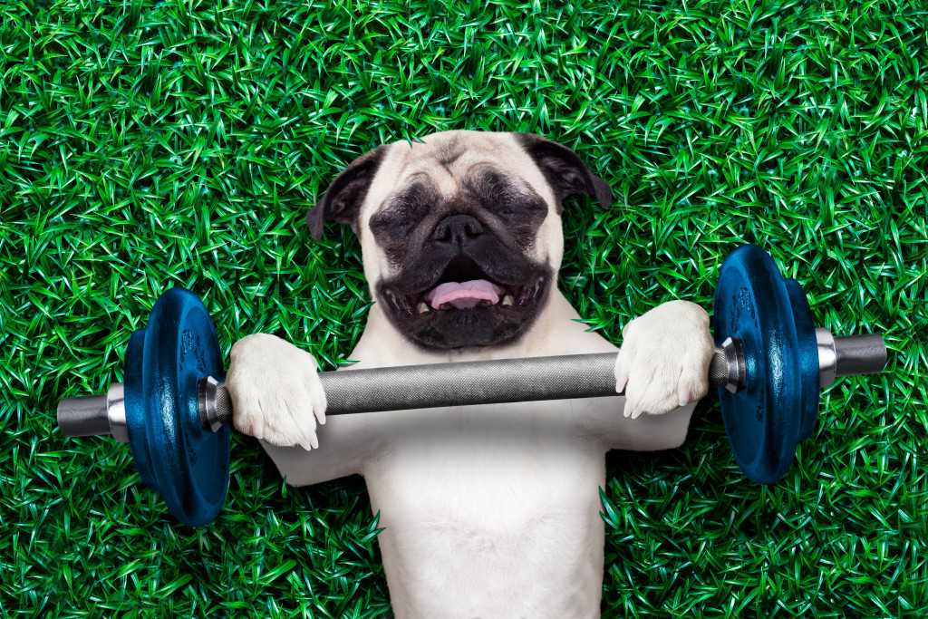 Pug doing chest press with rod and plates in park