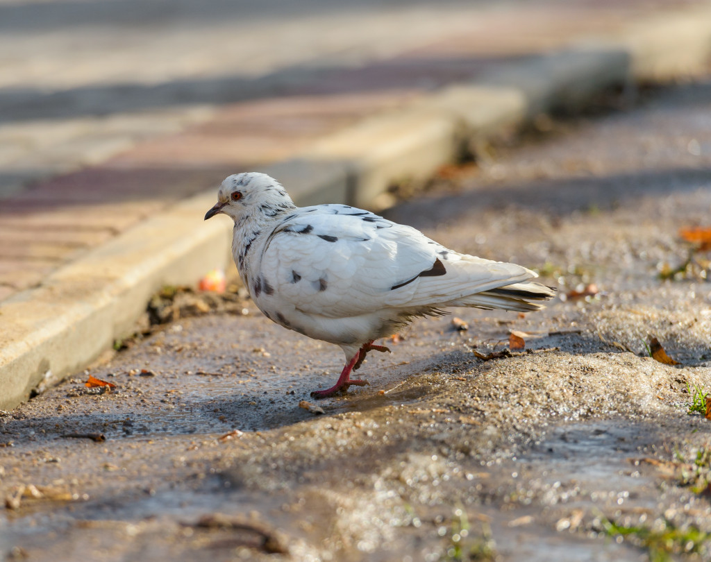 Free white pigeon walking along street